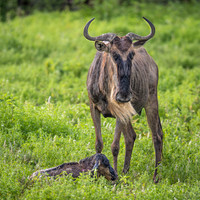 Wildebeest with Newborn Calf
