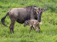 Wildebeest with Newborn Calf