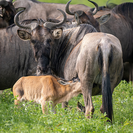 Wildebeest Calf Nursing