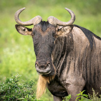 Wildebeest