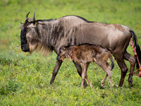 Minutes old Wildebeest Calf