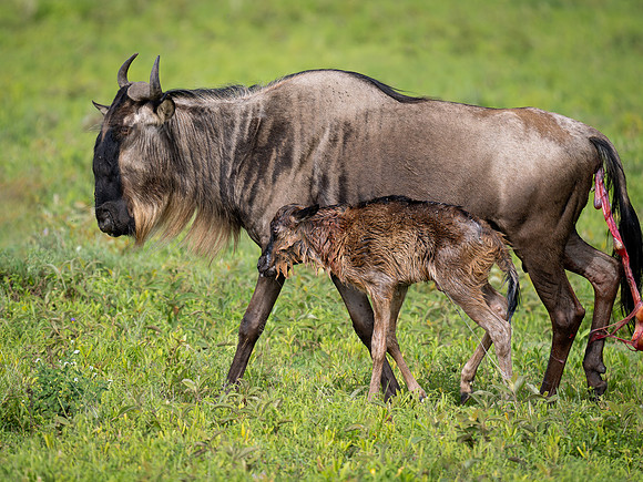 Minutes old Wildebeest Calf