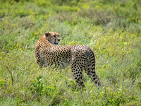Cheetah