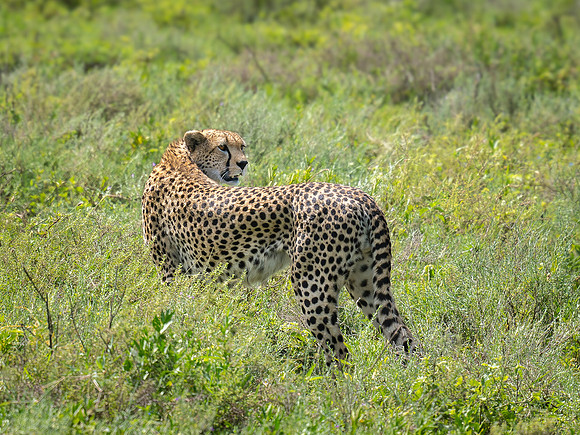 Cheetah