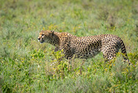 Cheetah