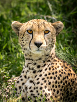 Young cheetah