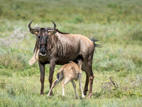 Nursing Wildebeest Calf