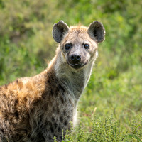 Spotted Hyena