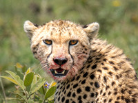 Cheeta with Bloody Face