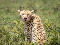 Cheeta with Bloody Face