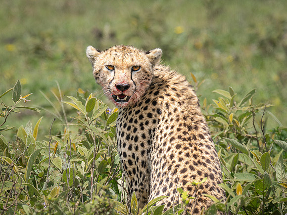 Cheeta with Bloody Face