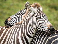 Zebras