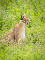 Caracal Cat