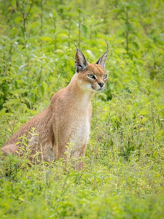 Caracal Cat