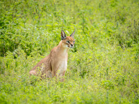 Caracal Cat