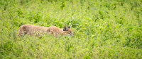 Caracal Cat