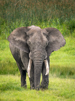Bull African Elephant