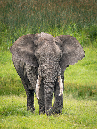 Bull African Elephant