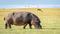 Hippopotamus