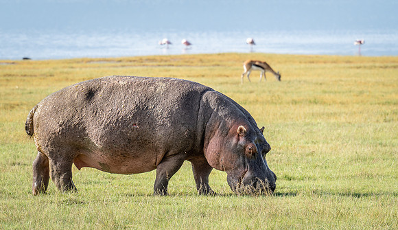 Hippopotamus