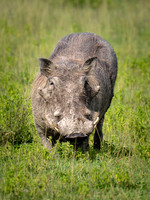 Warthog