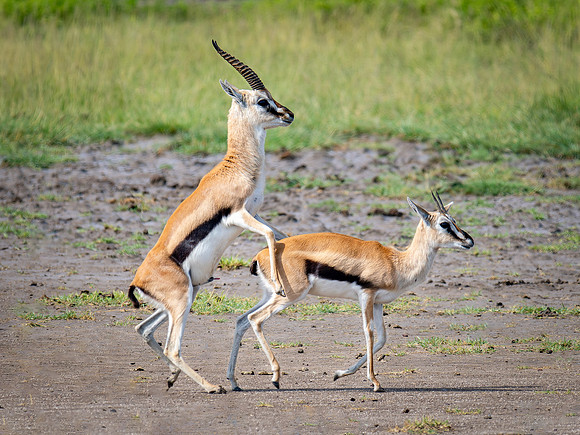 Thomson's Gazelle