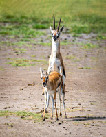 Thomson's Gazelle