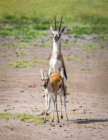 Thomson's Gazelle