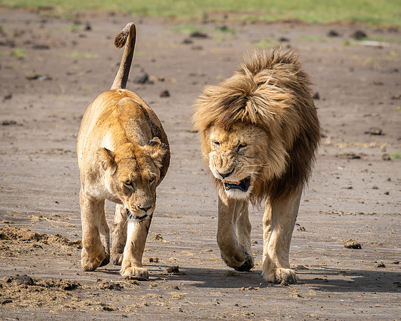 Lions