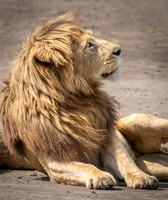 Male Lion