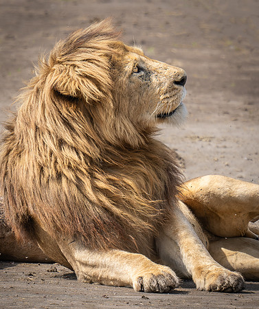 Male Lion