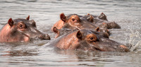 Hippopotamus