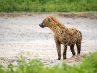 Spotted Hyena