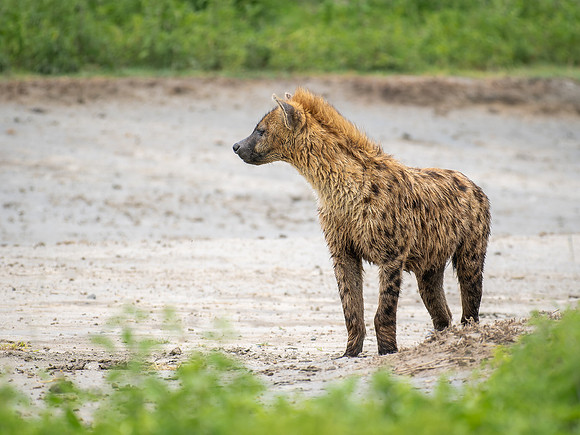 Spotted Hyena