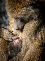 Nursing Baboon