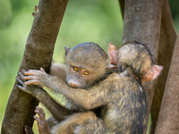 Baby Baboons Playing