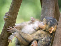 Baby Baboons Playing