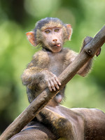 Baby Baboon