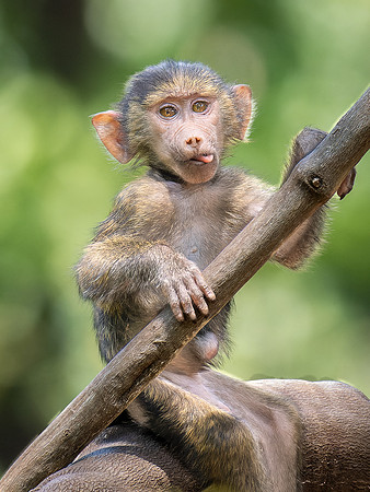 Baby Baboon