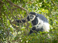Black & White Colobus Monkey