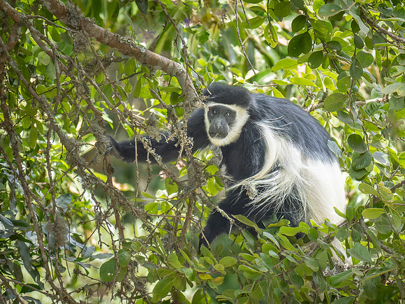 Black & White Colobus Monkey