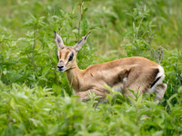 Grant's Gazelle