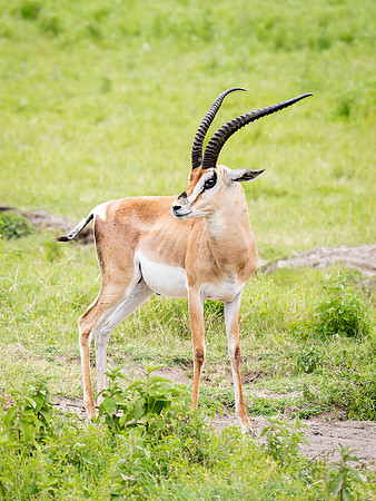 Grant's Gazelle