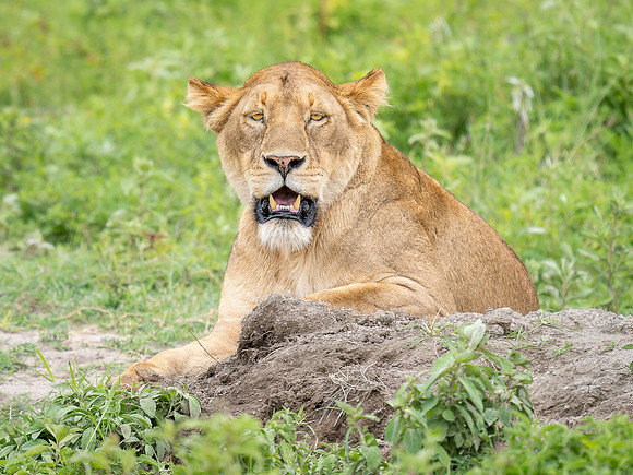 Lioness