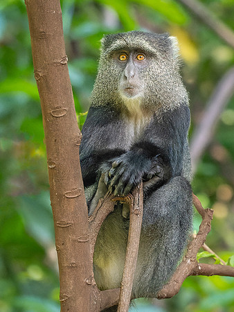 Blue Monkey