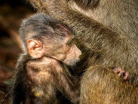 Olive Baboons