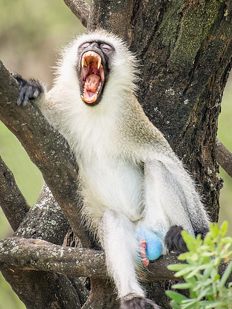 Vervet Monkey