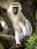Vervet Monkey
