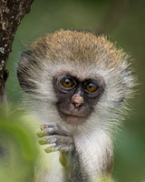 Vervet Monkey, Juvenile