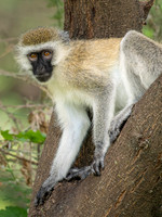 Vervet Monkey